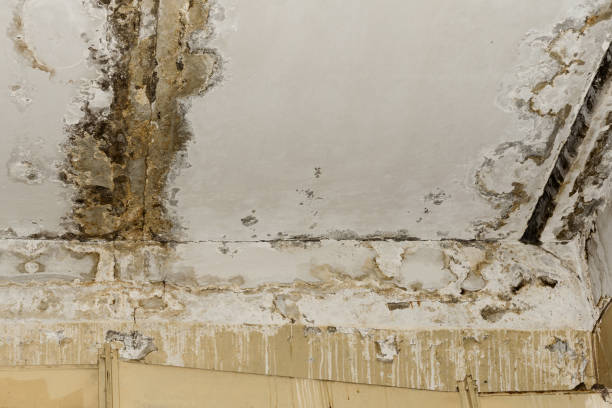 Robins Af, GA Mold Removal Company