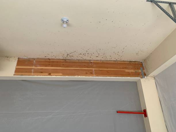 Best Attic Mold Removal  in Robins Af, GA