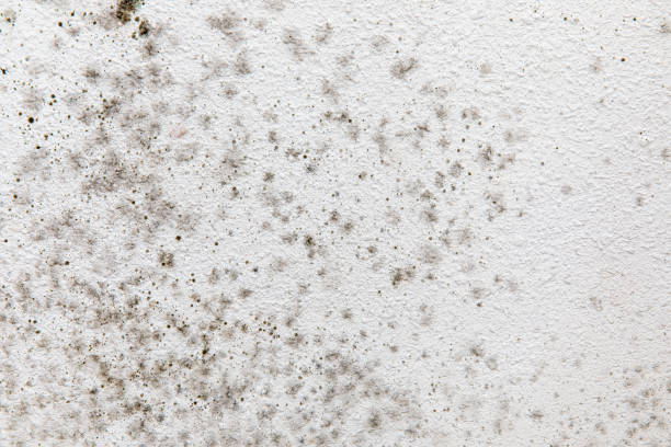 Best Residential Mold Inspection & Testing  in Robins Af, GA