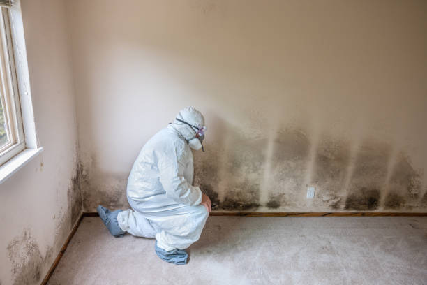 Best Asbestos and Lead Testing During Mold Inspection  in Robins Af, GA