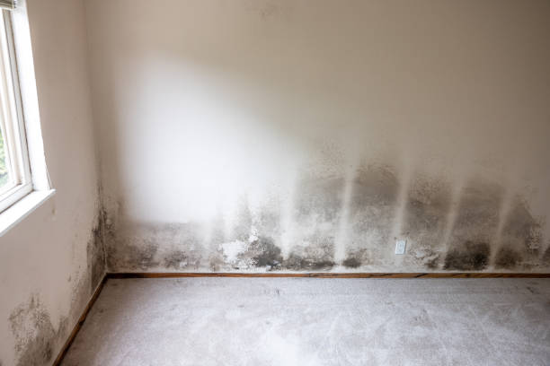 Best Dehumidification Services  in Robins Af, GA